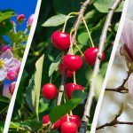 Ogrodnicy wymienili 8 drzew, których nie należy przycinać jesienią